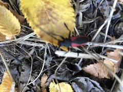 Purpuricenus kaehleri