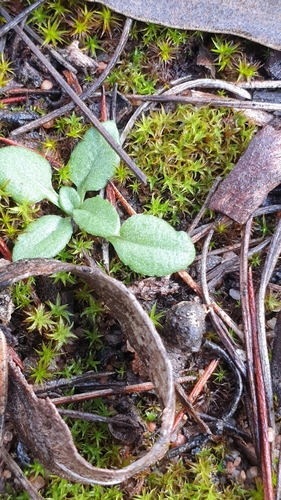 Image of Pterostylis robusta by (c) Rosalie Lawrence, some rights reserved (CC BY)