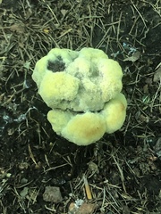 Phaeolus schweinitzii