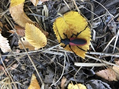 Purpuricenus kaehleri