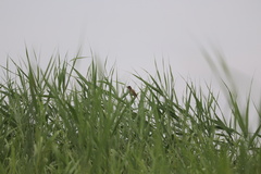 Acrocephalus orientalis