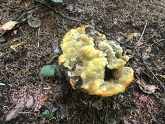 Phaeolus schweinitzii