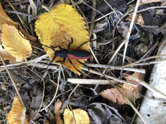 Purpuricenus kaehleri