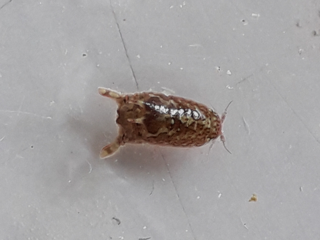 Dynamene magnitorata