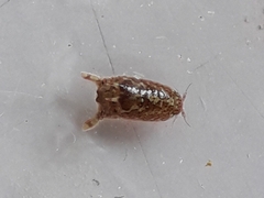 Dynamene magnitorata