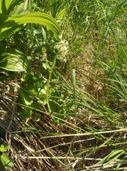 Micranthes porsildiana