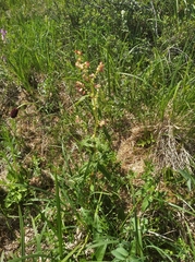 Koenigia tripterocarpa