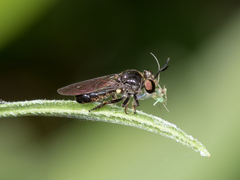 Cerotainia