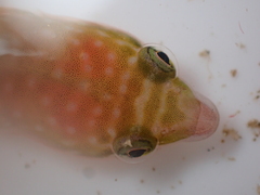 Trnski's Clingfish photo 3