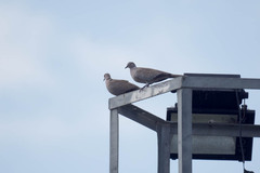 Streptopelia decaocto