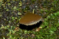 Pseudohydnum tasmanicum