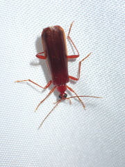 Dendroides ephemeroides