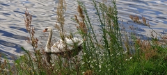 Cygnus olor