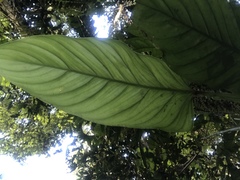 Philodendron ernestii