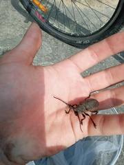 Lamia textor