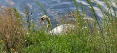 Cygnus olor