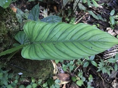 Philodendron ernestii