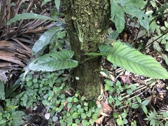 Philodendron ernestii