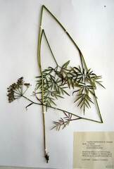 Ostericum maximowiczii
