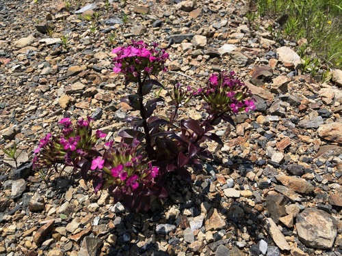 Image of Dianthus japonicus by (c) Yoshimasa Uchiyama, some rights reserved (CC BY)