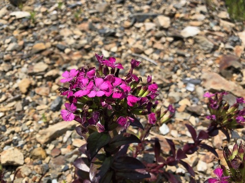 Image of Dianthus japonicus by (c) Yoshimasa Uchiyama, some rights reserved (CC BY)