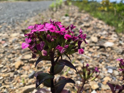 Image of Dianthus japonicus by (c) Yoshimasa Uchiyama, some rights reserved (CC BY)