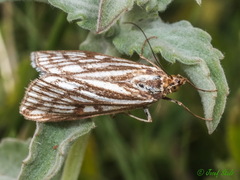 Loxostege tessellalis