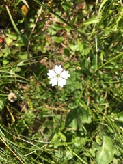 Heliosperma alpestre