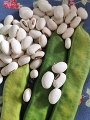 Canavalia ensiformis