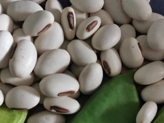 Canavalia ensiformis