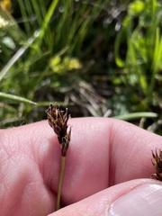 Carex curvula