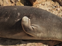 Mirounga leonina