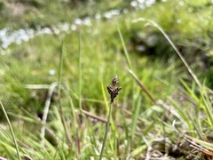 Carex lachenalii