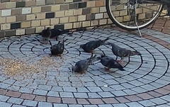 Columba livia domestica