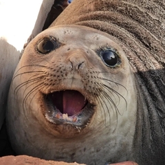 Mirounga leonina