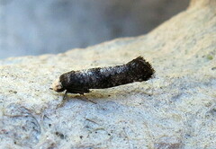 Swammerdamia pyrella
