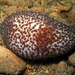 Blue Sea Cucumber - Photo (c) Blogie Robillo, some rights reserved (CC BY-NC-ND), uploaded by Blogie Robillo