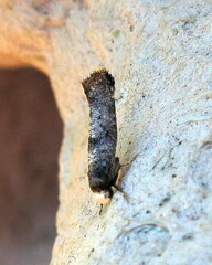 Swammerdamia pyrella