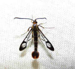 Synanthedon acerrubri