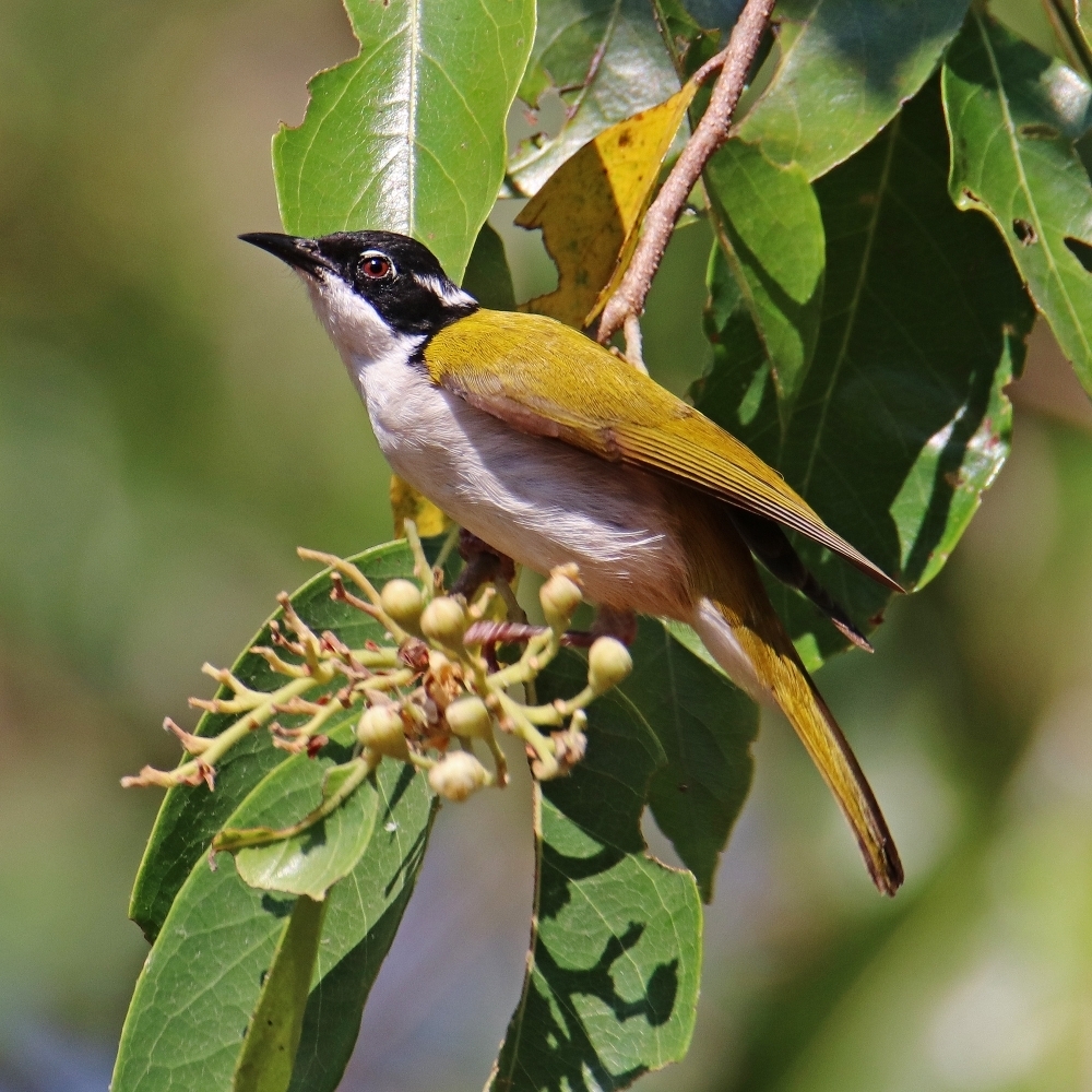 White-throated Honeyeater photo