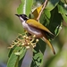 White-throated Honeyeater - Photo (c) QuestaGame, some rights reserved (CC BY-NC-ND), uploaded by QuestaGame