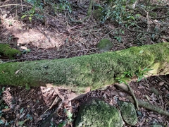 Peperomia tetraphylla