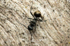 Polyrhachis mjobergi