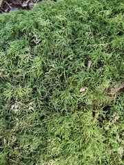 Peperomia tetraphylla