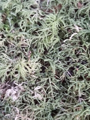 Peperomia tetraphylla