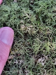 Peperomia tetraphylla