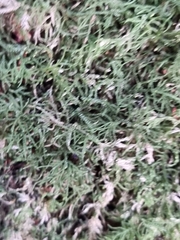 Peperomia tetraphylla