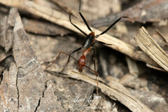 Leptomyrmex rufithorax