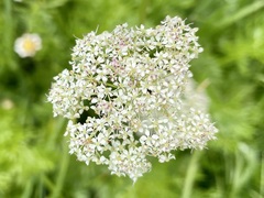 Meum athamanticum