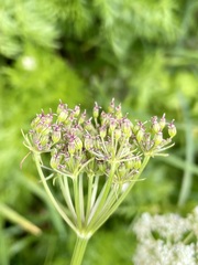 Meum athamanticum